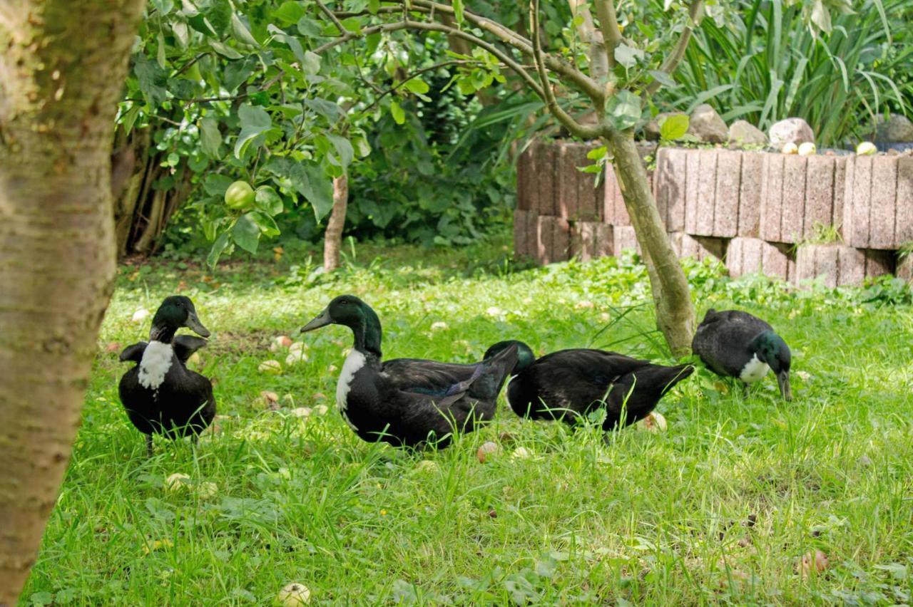 Ferienwohnungen Auf Dem Pommernhof Samtens Екстер'єр фото