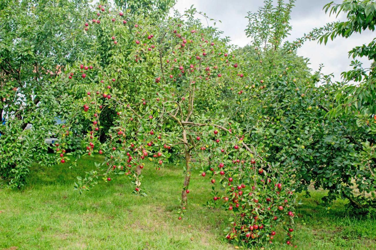 Ferienwohnungen Auf Dem Pommernhof Samtens Екстер'єр фото